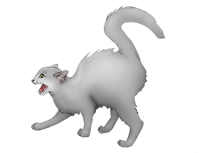 Aggressive sales male cat
